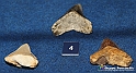 VBS_9562 - Museo Paleontologico - Asti